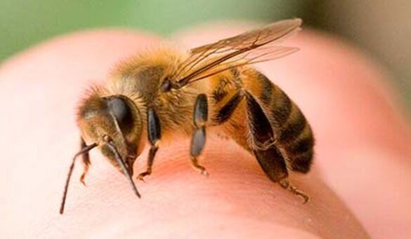 Ужилвания от пчели – екстремен начин за уголемяване на фалоса